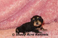 Long Coat Lodybug, a female Miniature Dachshund for sale in Macon, GA – 6 of 7