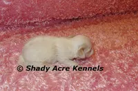 Diamond, a female Mal Shi for sale in Macon, GA – 6 of 6