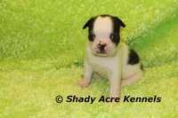 Indy--Splash with a Haggerty Spot, a male Boston Terrier for sale in Macon, GA – 3 of 7