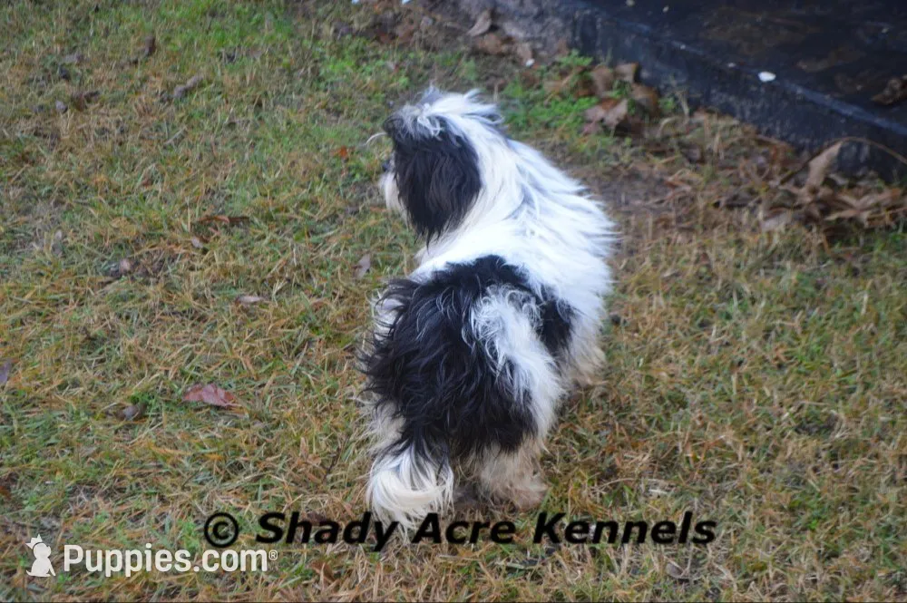 McCavity--Parent pics too, a male Shichon for sale in Macon, GA – 7 of 8