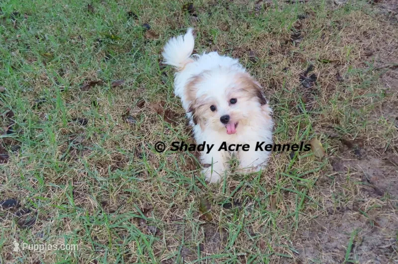 Girrett – Mal Shi puppy for sale in Macon, GA