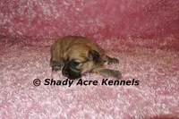 Gizzy, a female Shichon for sale in Macon, GA – 2 of 8