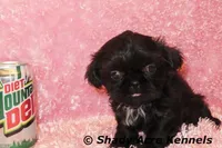 2 lbs Imperial Questi-AKC registration available, a female Shih Tzu for sale in Macon, GA – Photo 2 of 4