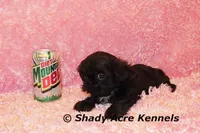 2 lbs Imperial Questi-AKC registration available, a female Shih Tzu for sale in Macon, GA – Photo 3 of 4