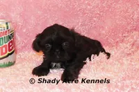 2 lbs Imperial Questi-AKC registration available, a female Shih Tzu for sale in Macon, GA – Photo 4 of 4