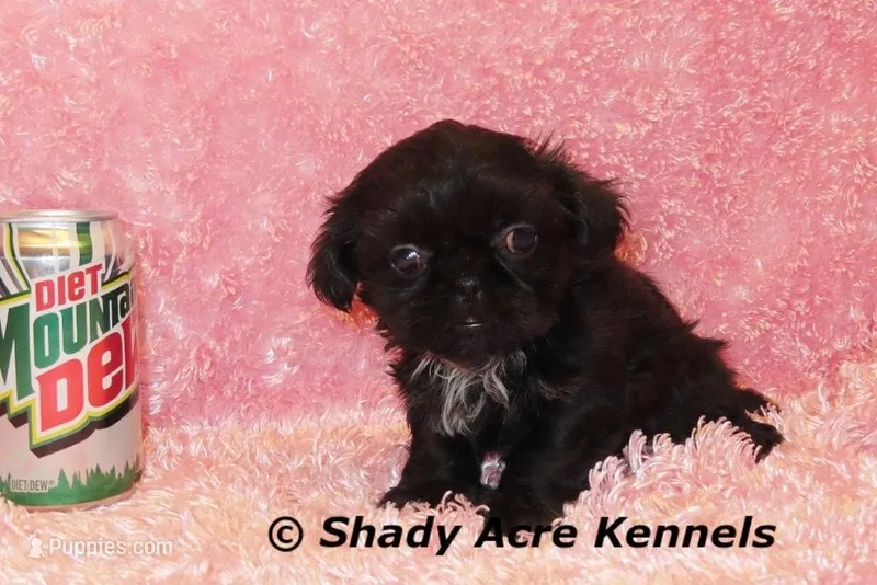 2 lbs Imperial Questi-AKC registration available