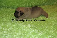 Benard, a male Puggle for sale in Macon, GA – 6 of 8