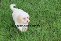 Rolanda, a female Havamalt for sale in Macon, GA – 2 of 9