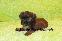 Kin, a male Shih Tzu for sale in Macon, GA – 6 of 9