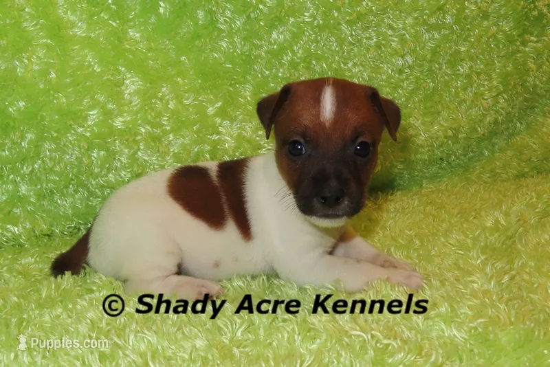 Smooth Shorty Cheff – Jack Russell Terrier puppy for sale in Macon, GA