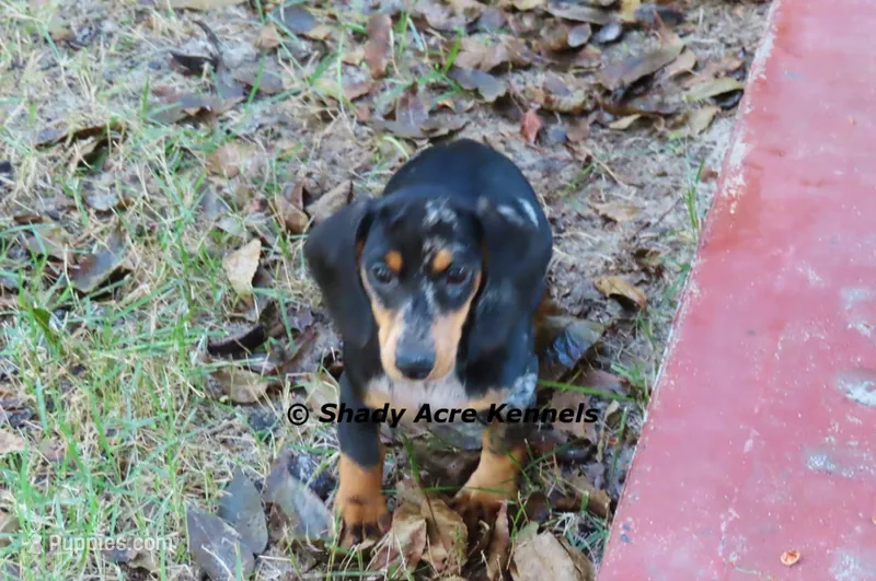Dapple Yates – Miniature Dachshund puppy for sale in Macon, GA