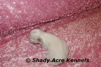 Disco, a female Mal Shi for sale in Macon, GA – 7 of 9