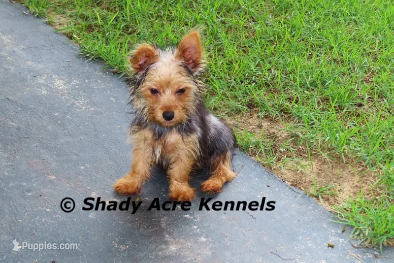 Odie 5.5lb. – Yorkshire Terrier puppy for sale in Macon, GA