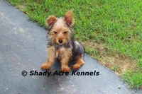 Odie 5.5lb., a male Yorkshire Terrier for sale in Macon, GA – 1 of 10