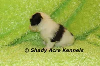 Trickster, a male Shih Tzu for sale in Macon, GA – 4 of 4