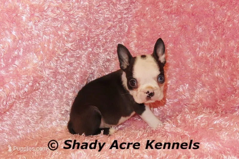Duchess with Haggerty Spot – Boston Terrier puppy for sale in Macon, GA