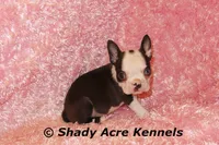 Duchess with Haggerty Spot, a female Boston Terrier for sale in Macon, GA – 1 of 6