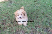 Gironimo--Parent pics too, a male Mal Shi for sale in Macon, GA – 6 of 10