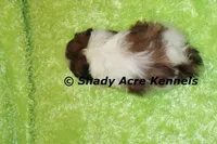 Killer, a male Shih Tzu for sale in Macon, GA – 3 of 7