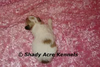 Magnolia, a female Shichon for sale in Macon, GA – 7 of 7