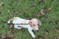Yang-Parent pics too, a male Miniature Dachshund for sale in Macon, GA – 3 of 10