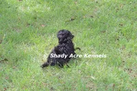 William, a male Shihpoo for sale in Macon, GA – 7 of 8