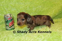 Long Coat Dapple Yamaha, a male Miniature Dachshund for sale in Macon, GA – 4 of 8