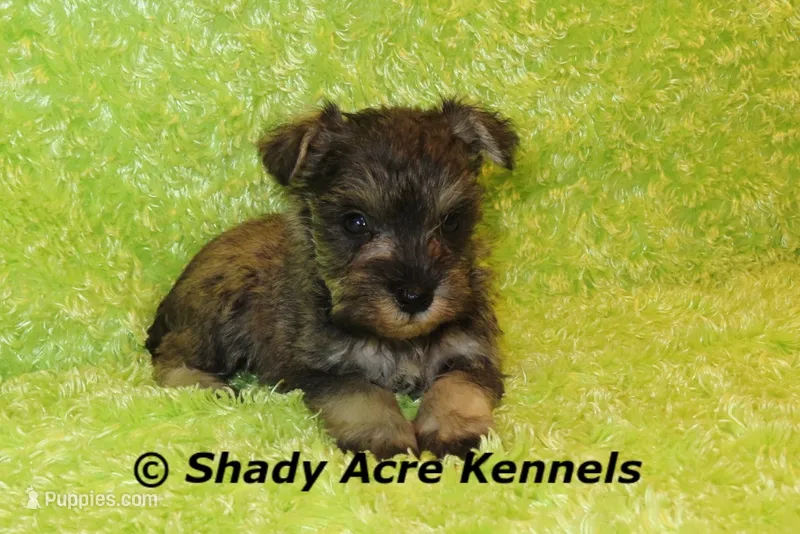 Esdras--smaller than average – Miniature Schnauzer puppy for sale in Macon, GA