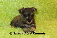 Esdras--smaller than average, a male Miniature Schnauzer for sale in Macon, GA – 1 of 10