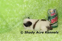 Kirk- Ready 3-18, a male Shih Tzu for sale in Macon, GA – Photo 7 of 8