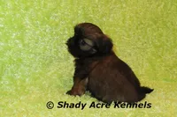 Kiro, a male Shih Tzu for sale in Macon, GA – Photo 3 of 7