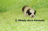 Kirk- Ready 3-18, a male Shih Tzu for sale in Macon, GA – Photo 4 of 8
