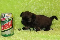 Kiro- Ready 3-18, a male Shih Tzu for sale in Macon, GA – Photo 8 of 10