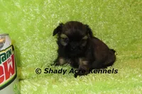 Kiro- Ready 3-18, a male Shih Tzu for sale in Macon, GA – Photo 7 of 10