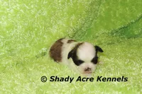 Kirk- Ready 3-18, a male Shih Tzu for sale in Macon, GA – Photo 2 of 8