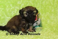 Kiro, a male Shih Tzu for sale in Macon, GA – Photo 5 of 7