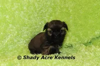 Kiro- Ready 3-18, a male Shih Tzu for sale in Macon, GA – Photo 2 of 10