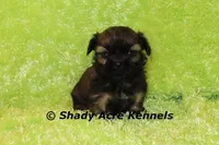 Kiro- Ready 3-18, a male Shih Tzu for sale in Macon, GA – Photo 9 of 10