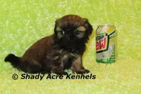 Kiro, a male Shih Tzu for sale in Macon, GA – Photo 7 of 7