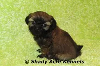 Kiro, a male Shih Tzu for sale in Macon, GA – Photo 1 of 7