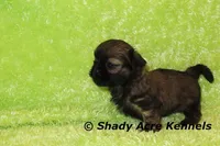 Kiro- Ready 3-18, a male Shih Tzu for sale in Macon, GA – Photo 3 of 10