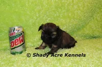 Kiro- Ready 3-18, a male Shih Tzu for sale in Macon, GA – Photo 1 of 10