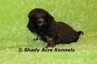 Kiro- Ready 3-18, a male Shih Tzu for sale in Macon, GA – Photo 5 of 10