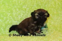 Kiro, a male Shih Tzu for sale in Macon, GA – Photo 2 of 7