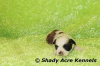 Kirk- Ready 3-18, a male Shih Tzu for sale in Macon, GA – Photo 5 of 8