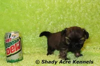 Kiro- Ready 3-18, a male Shih Tzu for sale in Macon, GA – Photo 10 of 10
