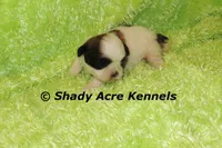 Kirk- Ready 3-18, a male Shih Tzu for sale in Macon, GA – Photo 3 of 8