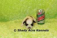 Kirk- Ready 3-18, a male Shih Tzu for sale in Macon, GA – Photo 1 of 8