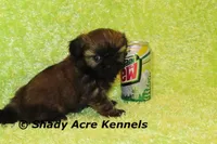 Kiro, a male Shih Tzu for sale in Macon, GA – Photo 4 of 7
