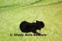 SeaDog, a male Yorkshire Terrier for sale in Macon, GA – 5 of 6